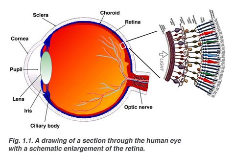 Simple Anatomy of the Retina by Helga Kolb - Webvision