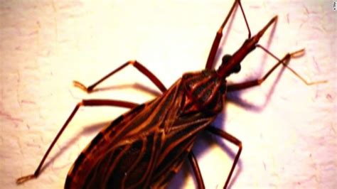 Kissing Bug Disease More Deadly Than Thought Cnn
