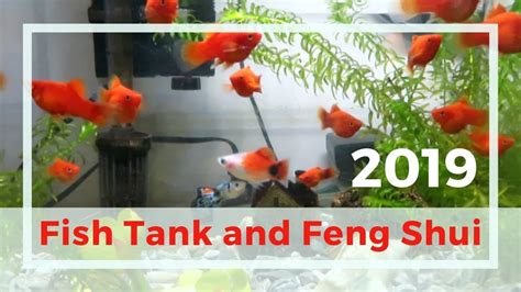 Where to place the fish tank and how many fishes in the tank are very considerable when we are doing the feng shui practice. Best place to set up a Feng Shui fish tank in 2019 ...