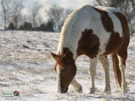Free Download Winter Beautiful Horses Horses Wallpaper 1920x1200 For