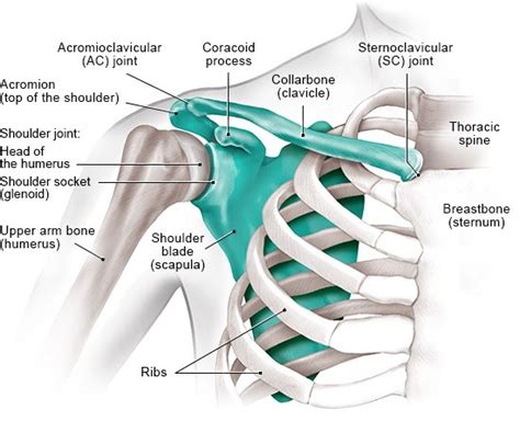 Neck And Shoulder Muscles Diagram Example Of Paraspinal Neck And