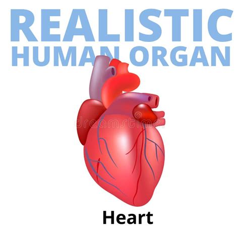 Corazón Humano Realista Aislado En El Fondo Blanco Ilustración Del