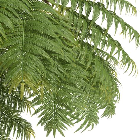 New Plant High Detail Alsophila Spinulosa Fern 3d Model Cgtrader