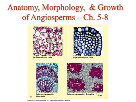 Ppt Anatomy Morphology And Growth Of Angiosperms Ch 5 8 Powerpoint