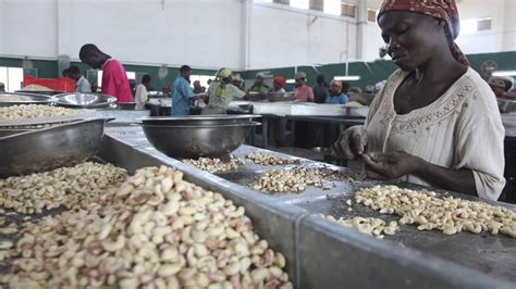 Moçambique Vai Contar Em Breve Com Oito Centros De Processamento De Produtos Agrícolas • Diário