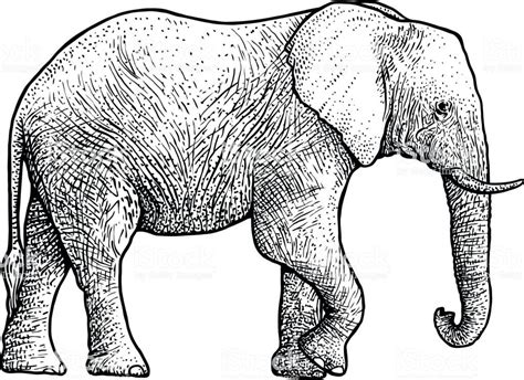 Ilustração De Elefante Desenho Gravura Tinta Linha Artística Vetor