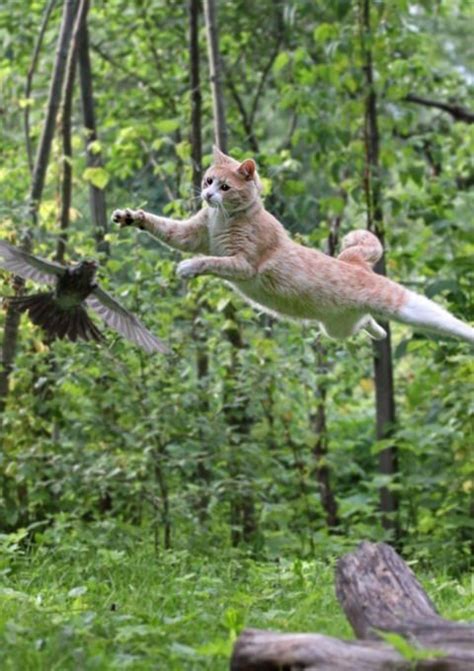 These Cats Are Excerpting Their Natural Abilities To Jump So High And