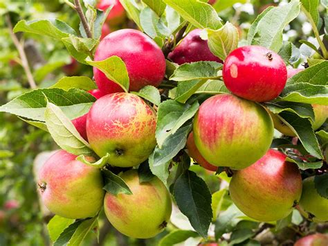 How to grow and care for apples | lovethegarden