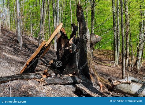 Burnt Trees After A Forest Fire Against A Blue Sky Natural Disasters