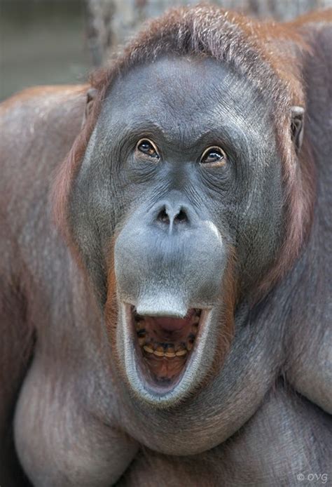 An Orangutan With Its Mouth Open And Its Tongue Out