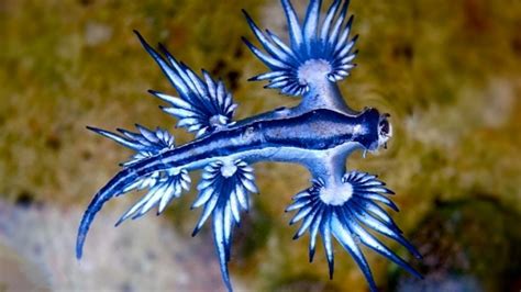 Beautiful Yet Deadly “blue Dragon” Washes Onto Beach