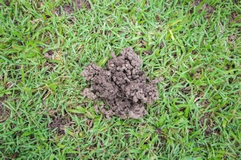 How To Get Rid Of Worm Casts On Your Lawn 7 Methods
