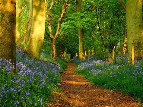 Find hd wallpapers for your desktop, mac, windows, apple, iphone or android device. HD Forest Wallpapers | Wide Screen Wallpapers 1080p,2K,4K