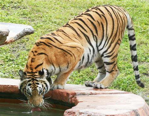 Tiger Drinking Water Free Photo Download Freeimages
