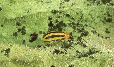 Striped Cucumber Beetle Whats That Bug