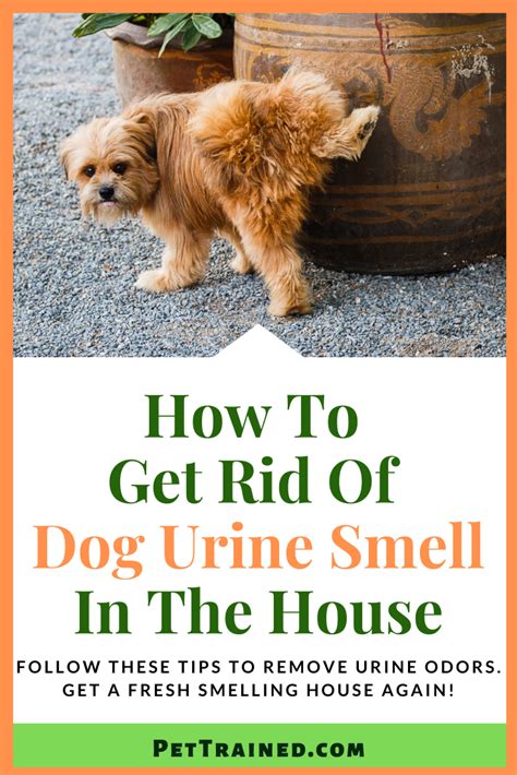 Urine Smells Dog Smells Pet Urine Pet Odors Dog Odor Remover Smell