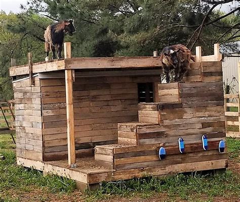 Diy Goat Shelter Easy Way Using Wood Pallet All Pet Care