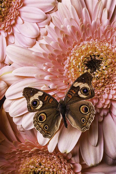 Large wall brown butterfly by hugh j griffiths | redbubble. Brown Butterfly On pink Daisy Photograph by Garry Gay