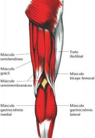 (tendón común con el m. Pin de Debora Alvarez en Yoga y Anatomía en 2020 | Biceps ...