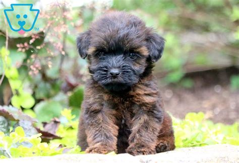 These fluffy, playful miniature whoodle puppies are a cross between. Kimmy | Whoodle - Mini Puppy For Sale | Keystone Puppies
