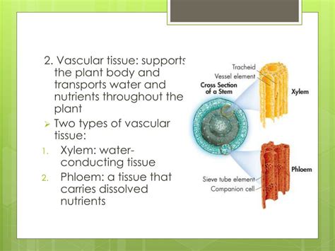 Ppt Specialized Tissues In Plants Powerpoint Presentation Free
