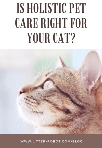 Is Holistic Pet Care Right For Your Cat Litter Robot Blog