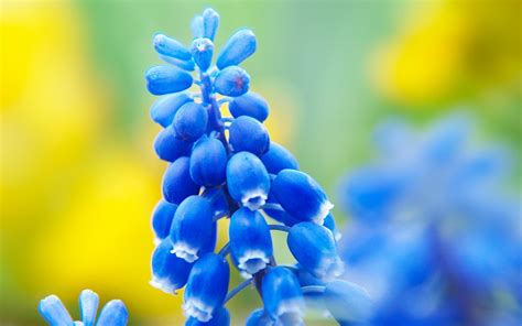 wallpaper 1920x1200 px blue flowers hyacinths macro 1920x1200 coolwallpapers 1744627