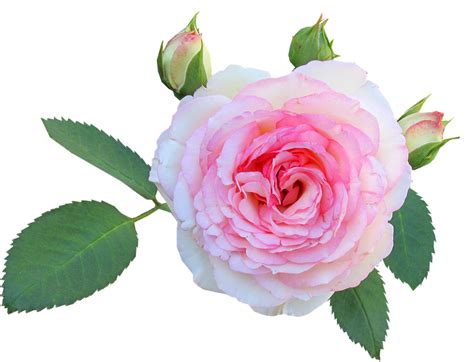 Rose Flower Floral Free Photo On Pixabay