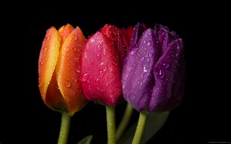 Three Tulips In Various Colors