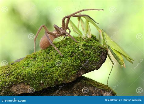 A Spider Huntsman Is Eating A Praying Mantis On A Rock Overgrown With