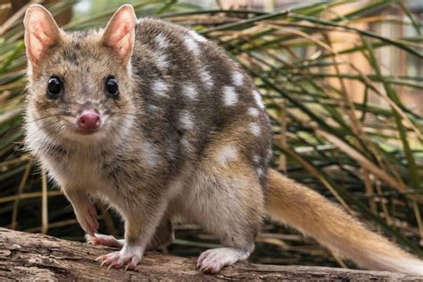 Meet The Adorable Quoll The Australian Marsupial That Nearly Went Extinct — National Geographic