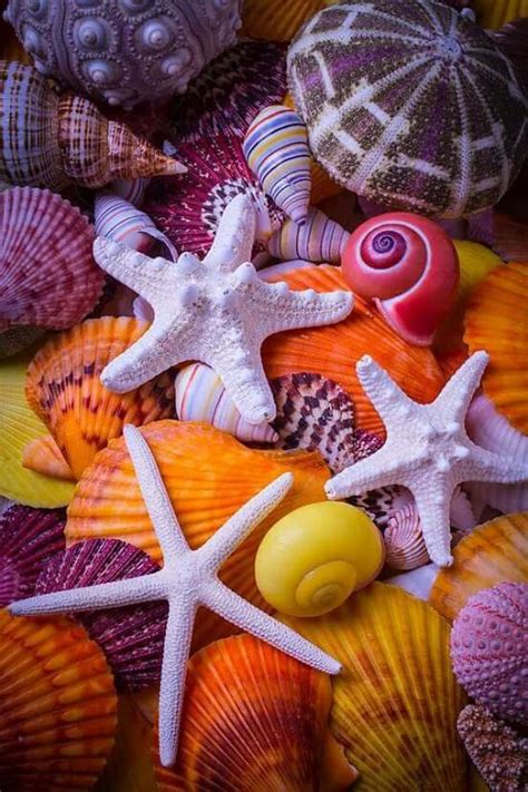 Sea Colours Ocean Treasures Shell Beach Sealife Ocean Life Marine