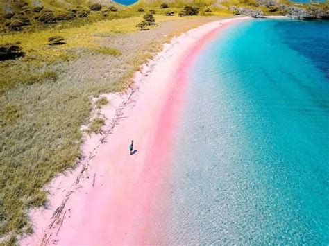 Tak Perlu Jauh Ke Bahamas Ini 5 Pantai Pasir Pink Di Indonesia