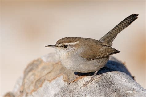 No bird exemplifies southwestern deserts better than the noisy cactus wren. Bewick's Wren 1
