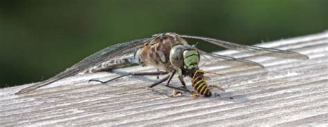 Many native american tribes consider dragonflies to be medicine animals that had special powers. Lake Darner dragonfly eating yellow jacket | Mosaic ...