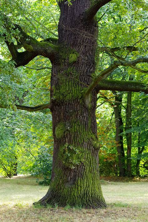 Hd Wallpaper Oak Tree Old Tribe Green Forest Deciduous Tree