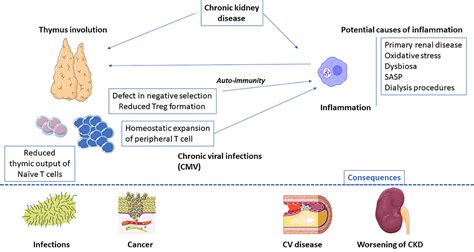 Frontiers End Stage Renal Disease Related Accelerated Immune