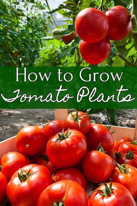 How To Grow Tomatoes How To Grow Tomato Plants Easy Plants To Grow