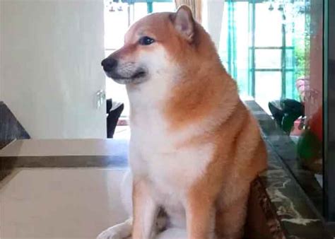 Coleção de maria • última atualização há 6 semanas. Balltze, el perro de los memes más famosos festeja su ...