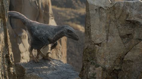 Velociraptor Prehistoric Planet Prehistoric Animals Dinosaur Art