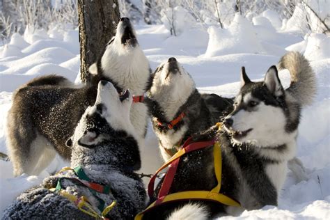 New Winter Activity Husky Farm Visit And Dog Sled Ride Activities