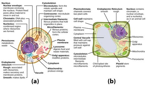 Maybe you would like to learn more about one of these? Unique Features of Animal and Plant Cells | Biology for ...