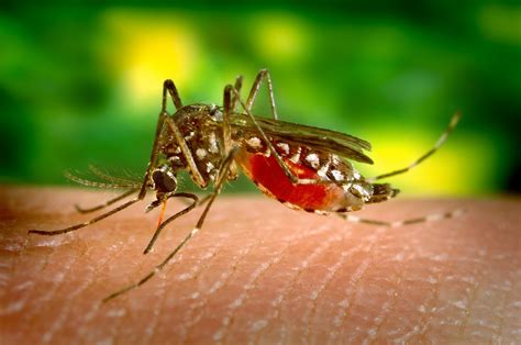 7 Signs You Have A Mosquito Infestation Safeguard Pest Control
