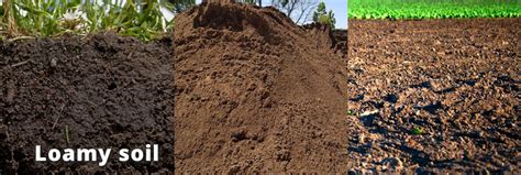That said, the potting soil also features sandy loam, compost forest humus, and sphagnum peat on the other hand, plants like vegetables and fruits will need rich loamy soil with moderate and balanced. Soil for Herbs - All components explained - How I make my ...