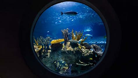 Deep Ocean Gallery At Odysea Aquarium In Scottsdale Az