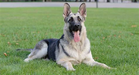 German Shepherd Coat And Color Varieties With Photos Dog Food Care