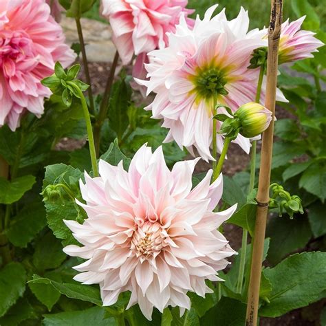 Dahlia Café Au Lait White Flower Farm