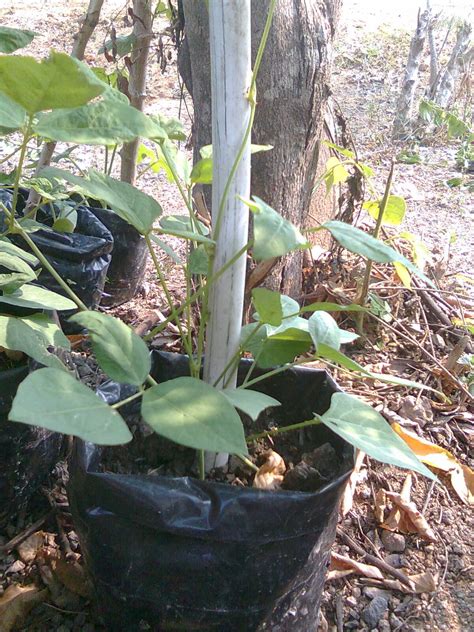 Budidaya ubi kayu biasanya dilakukan pada lahan tanam yang luas. Kebun Kecil Saya (KKS): Benih kacang botol