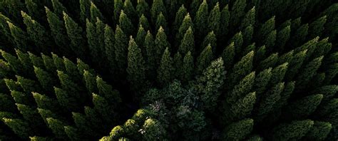 Forest Nature Aerial View Scenery 4k 3840x2160 106 Wallpaper Pc