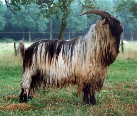 goat breeds dutch landrace goat